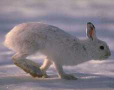 snowshoe_hare